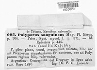 Polyporus sanguineus image